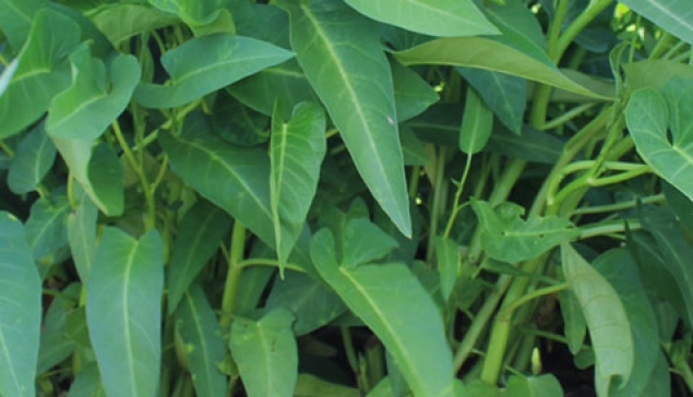 Kangkung Darat LEGENDA