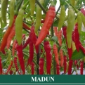 Cabe Rawit MADUN