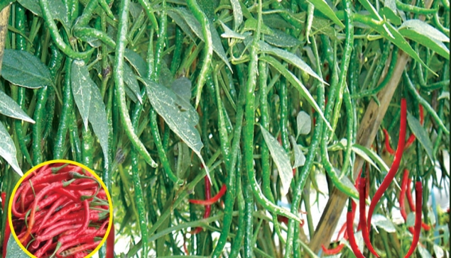 Cabe Keriting Hibrida MB-333