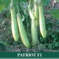 Terong Hibrida PATRIOT