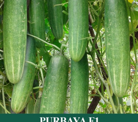 Ketimun Hibrida PURBAYA