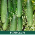 Ketimun Hibrida PURBAYA