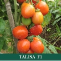 Tomat Hibrida TALISA